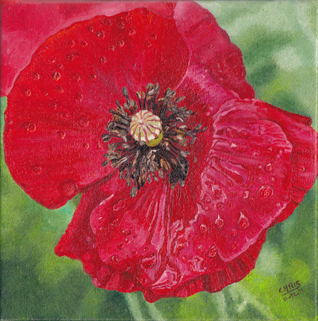 Coquelicot